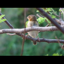 Das nicht so auffällig gefärbte Weibchen